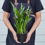 Calla Lily