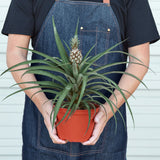 Bromeliad 'Yellow Pineapple'