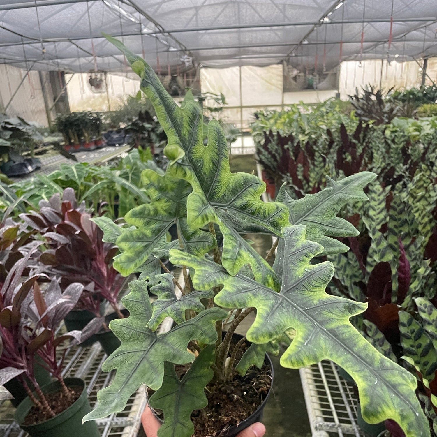 Alocasia 'Jacklyn'