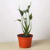 Alocasia 'Tiny Dancer' - 4" Pot