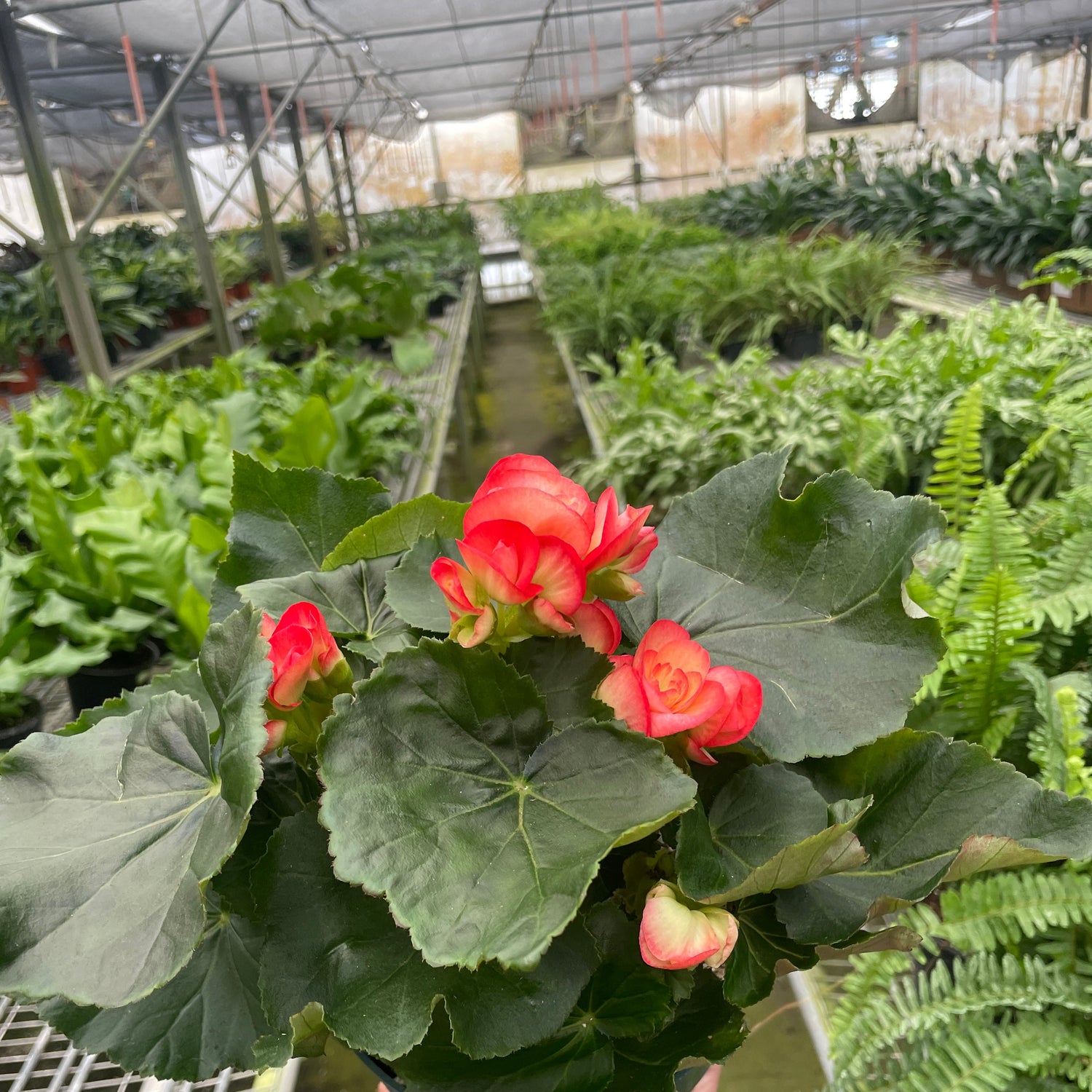 Begonia 'Reiger'