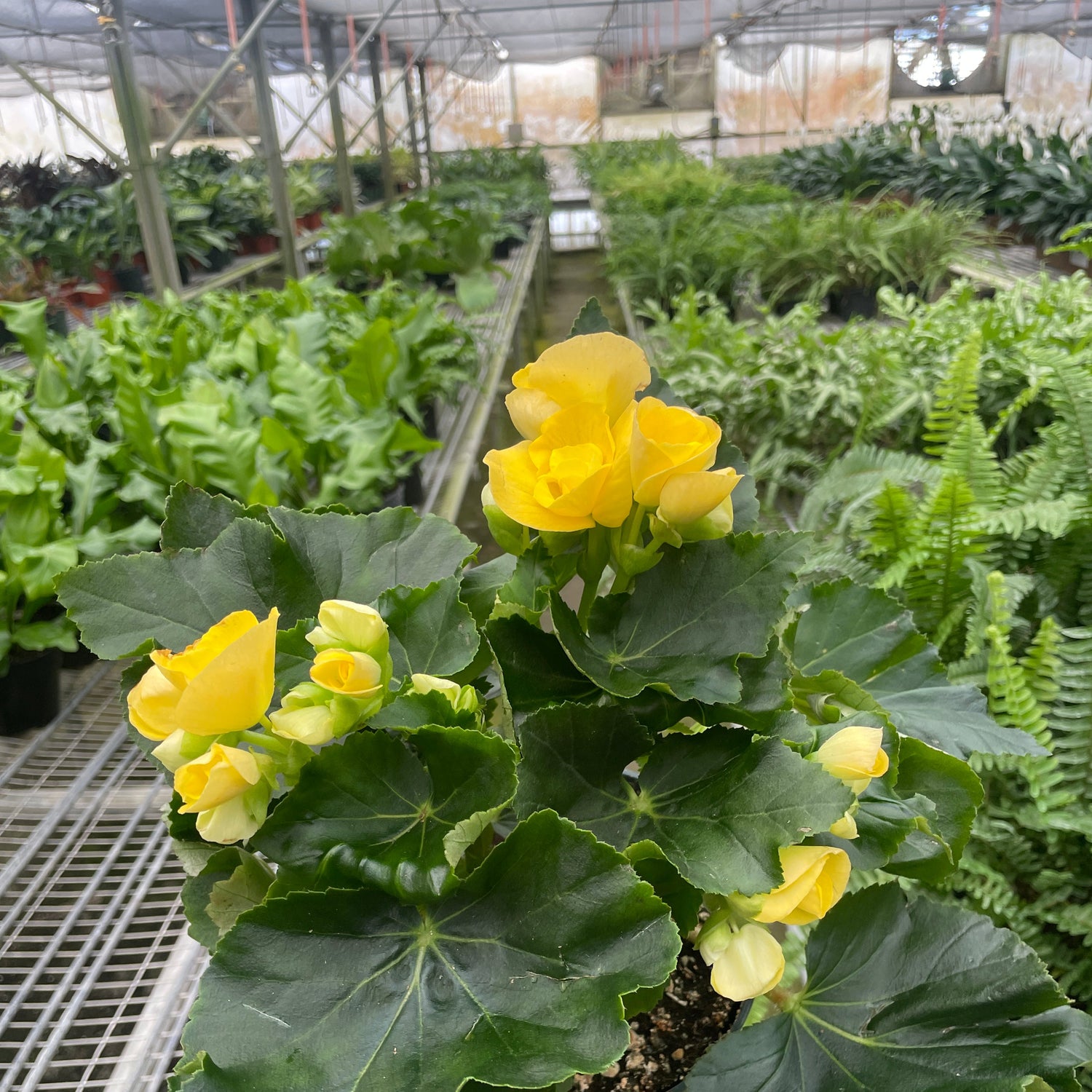 Begonia 'Reiger'