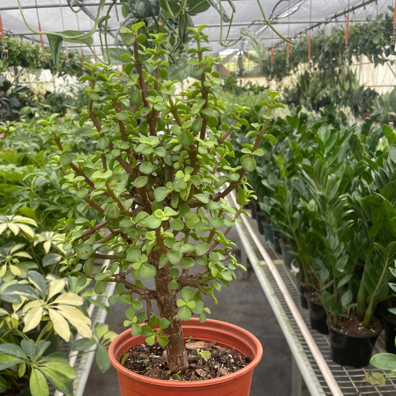 Bonsai Jade Dwarf Green