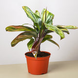 Cordyline Willies Gold