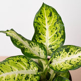 Dieffenbachia 'Amy'