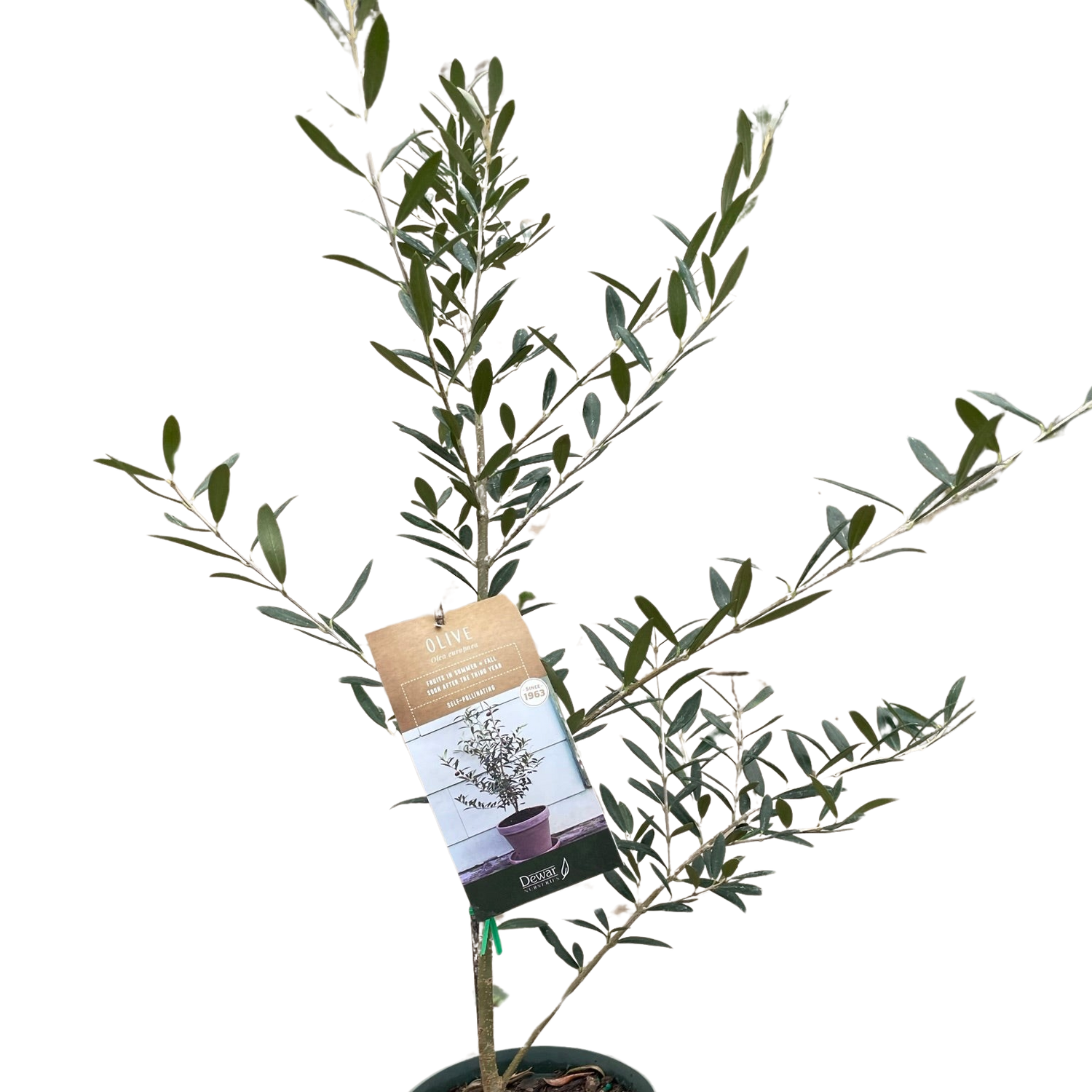 Common Olive Tree (Olea europaea)