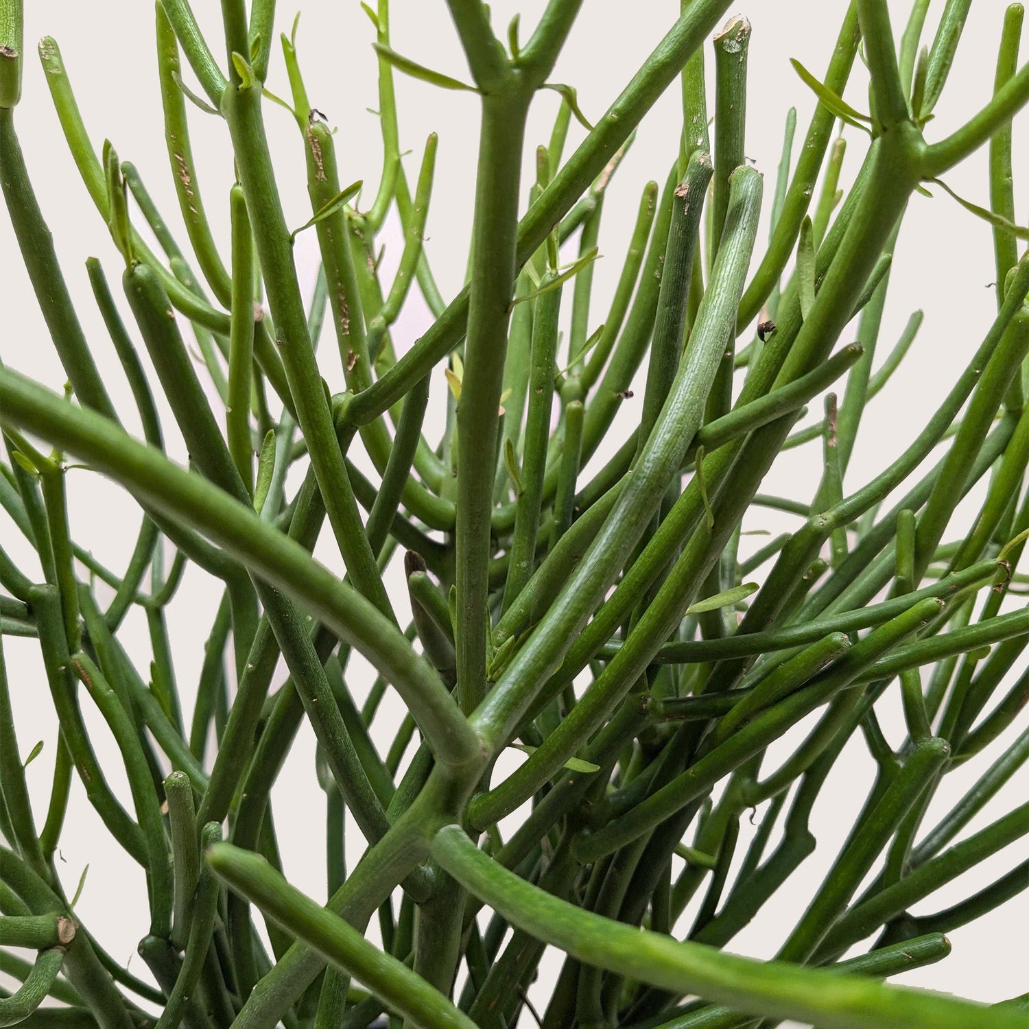Euphorbia 'Pencil Cactus'
