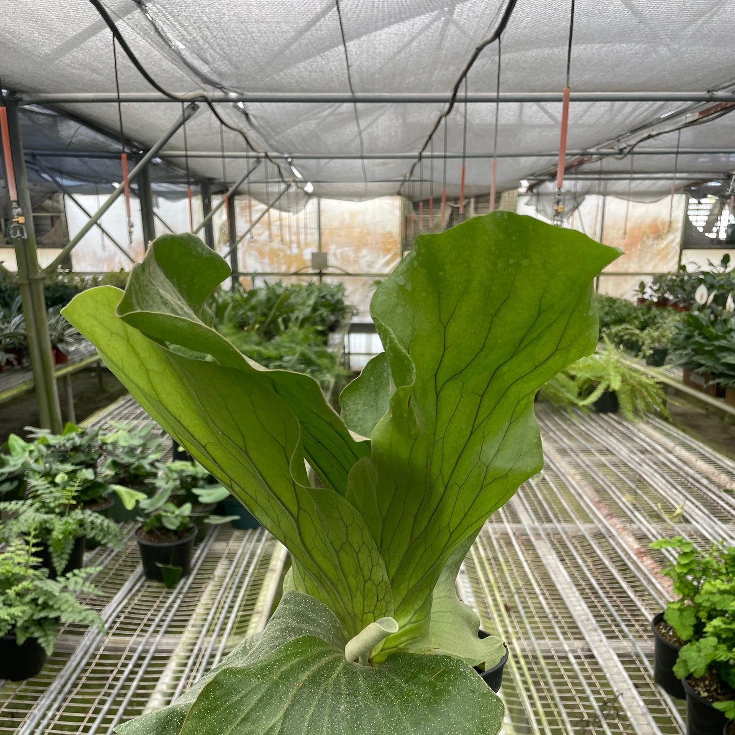 Fern 'Elephant'