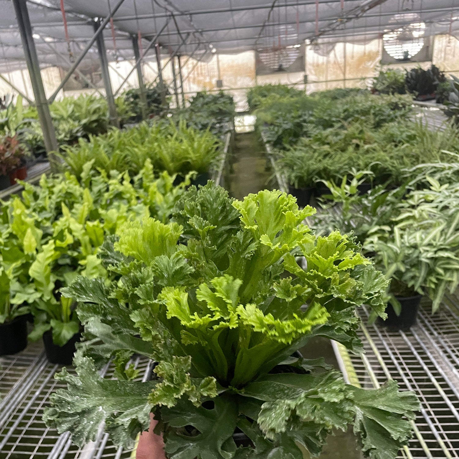 Bird‚Äôs Nest 'Leslie' Fern