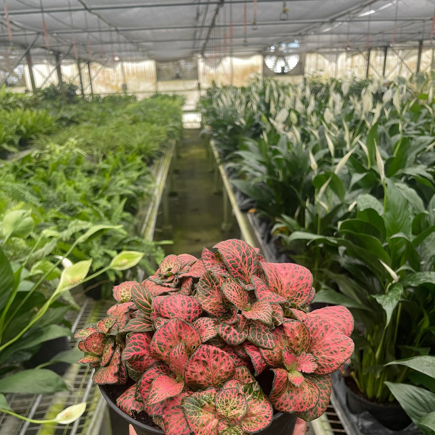 Fittonia 'Red'