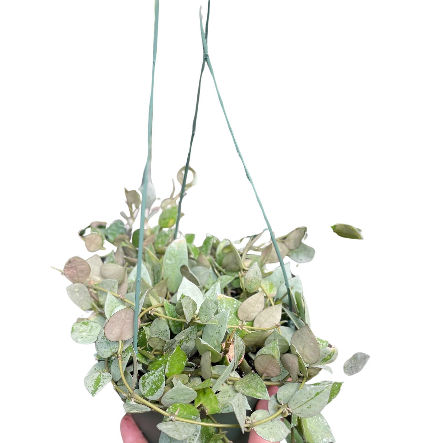 Hoya Krohiana 'Eskimo'