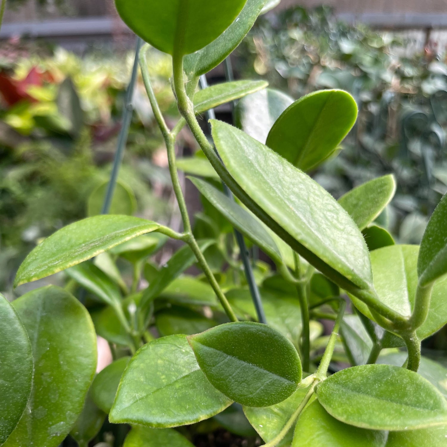 Hoya 'Keysii'