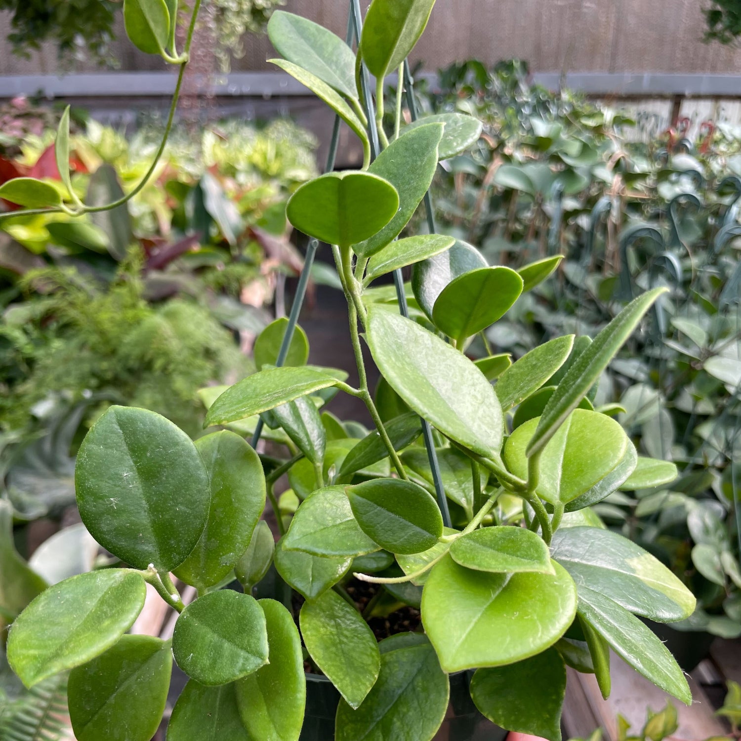 Hoya 'Keysii'
