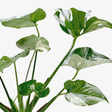 Monstera 'Thai Constellation'