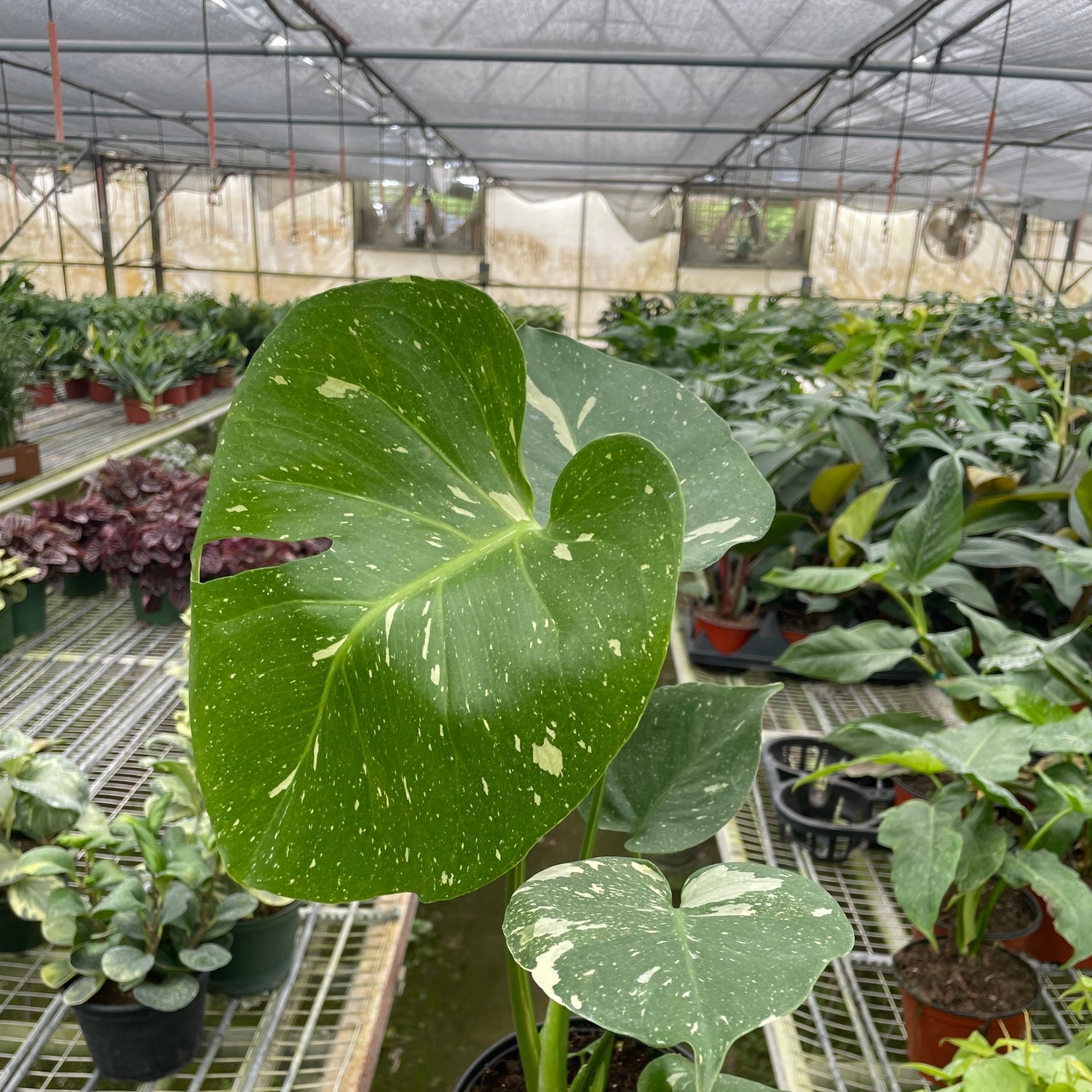 Monstera 'Thai Constellation'