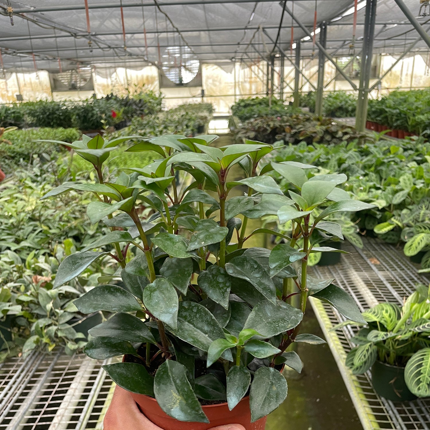 Nematanthus Black Goldfish Plant