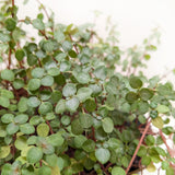 Nettle 'Silver Sparkle'