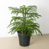 Norfolk 'Island Pine'