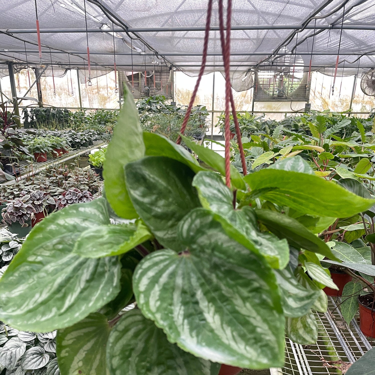 Peperomia Ecuador