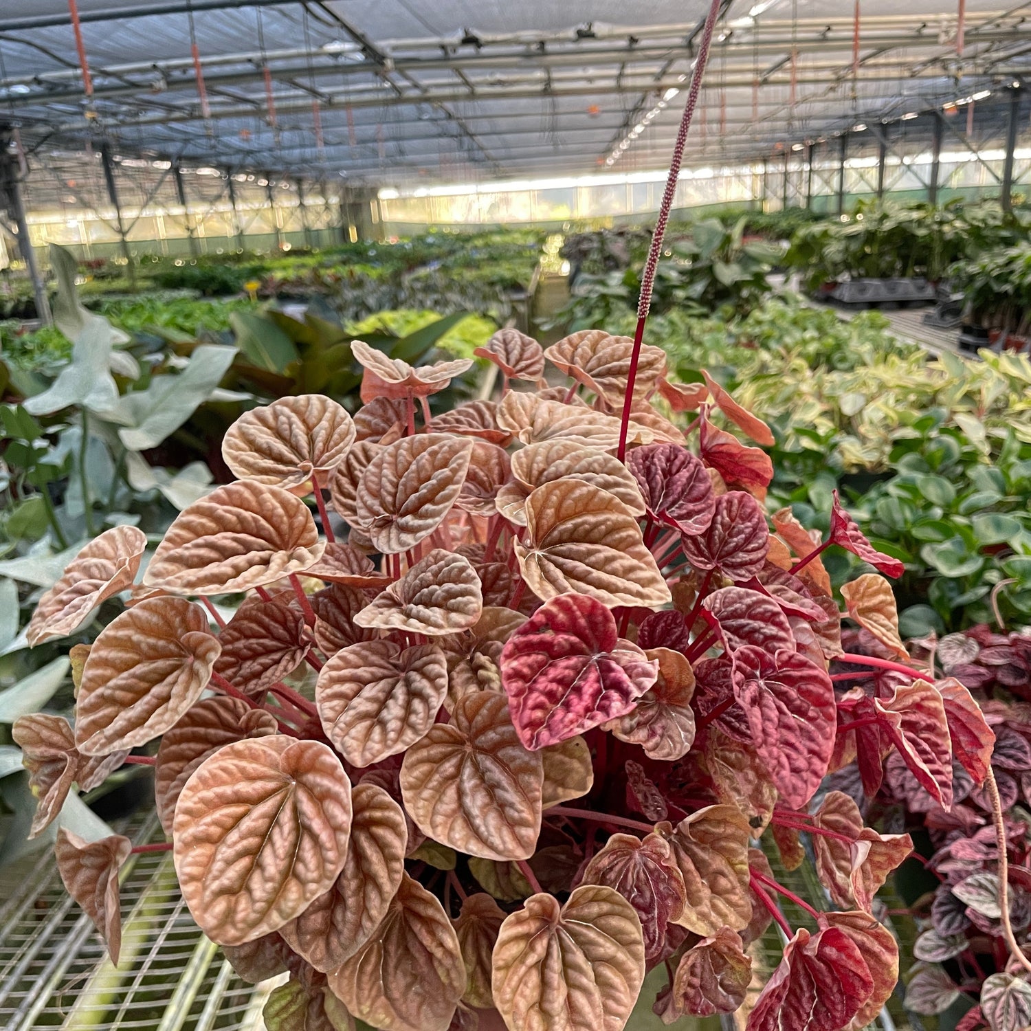 Peperomia 'Quito'