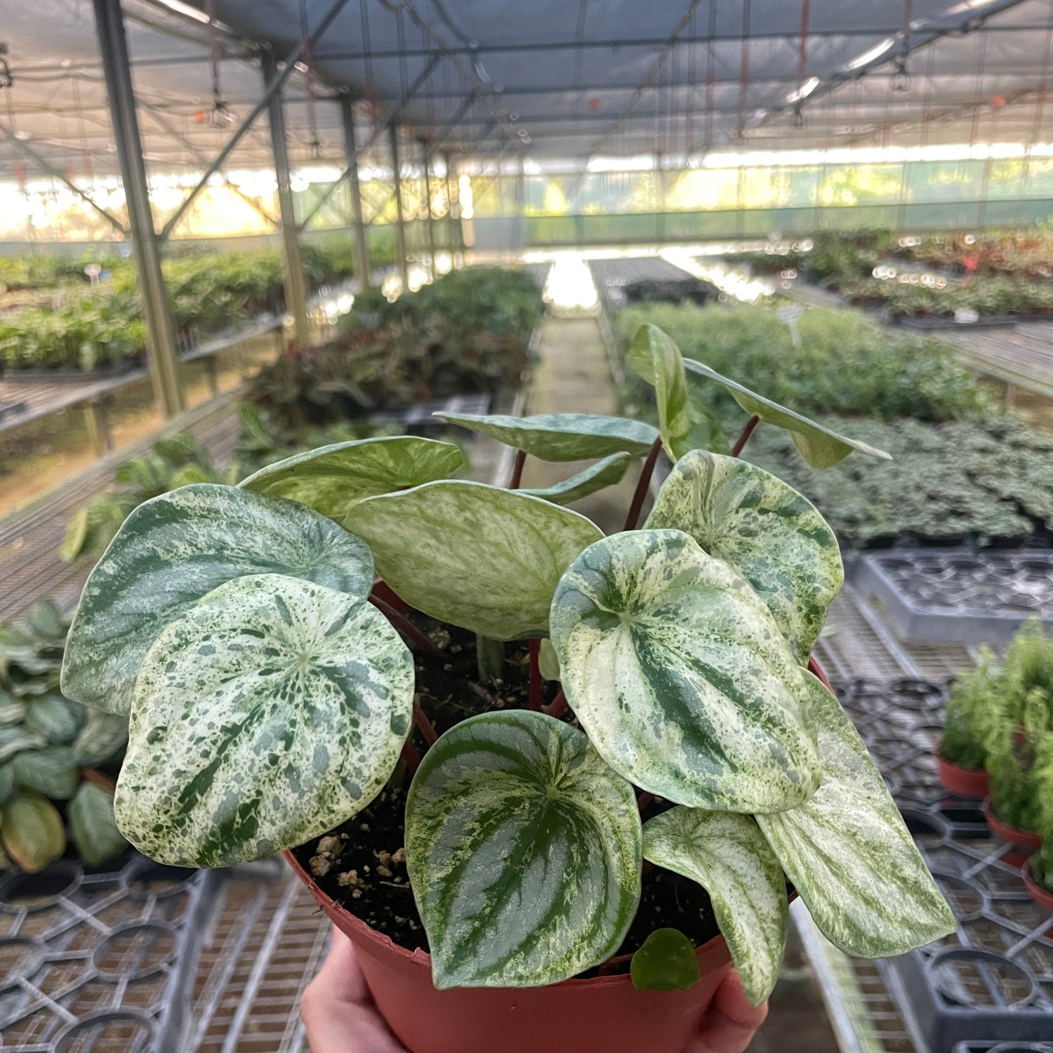 Peperomia 'Watermelon Variegated'