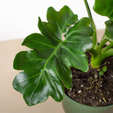 Philodendron 'Atom'