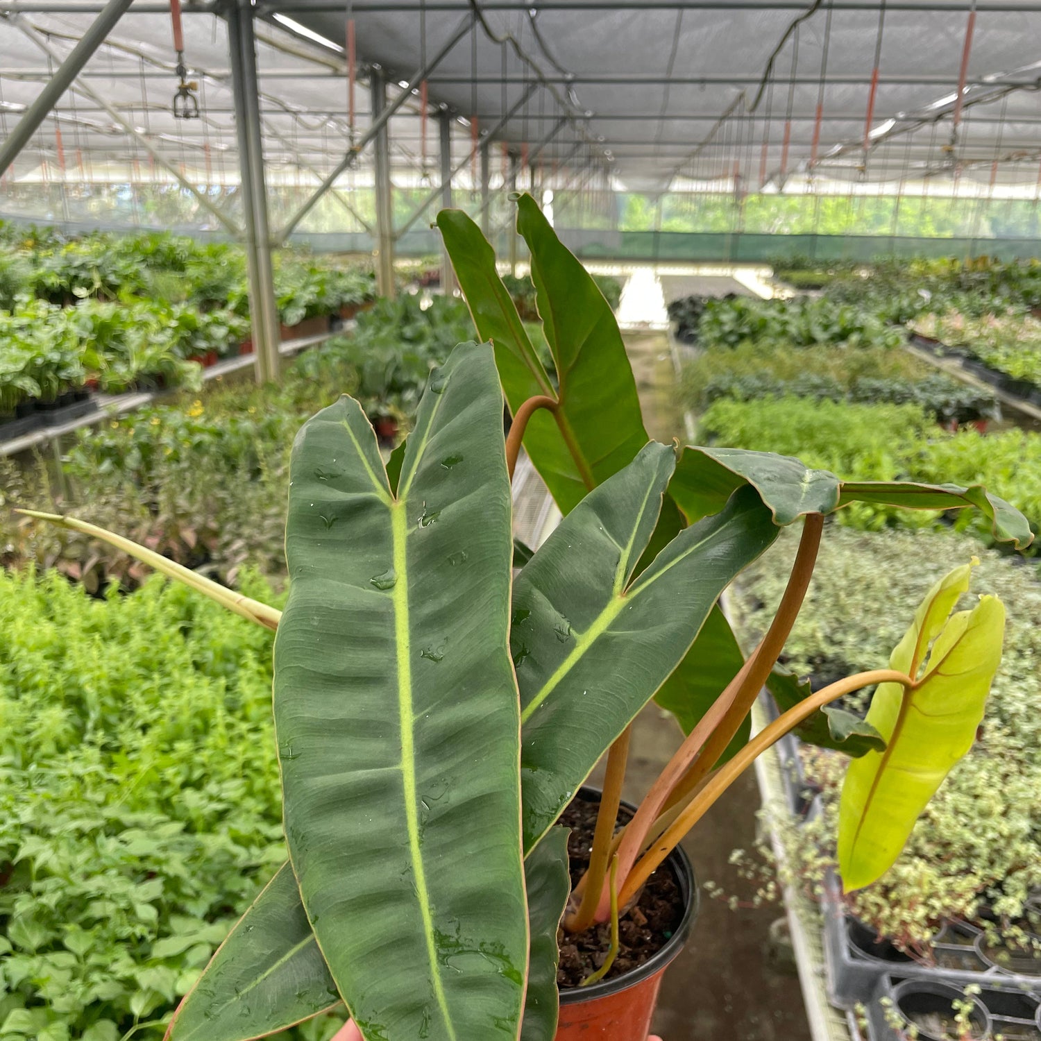 Philodendron 'Billietiae'