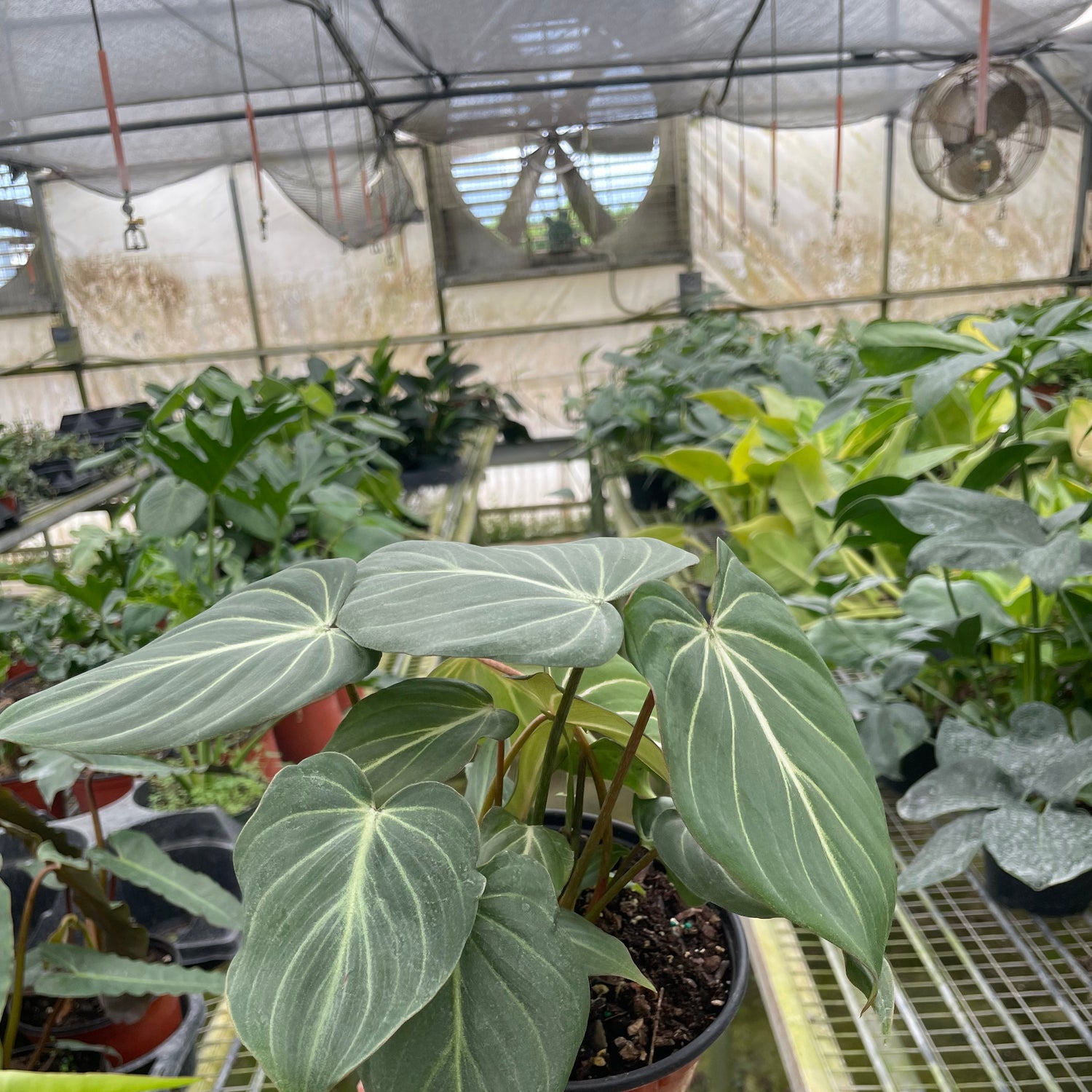 Philodendron 'Gloriosum'