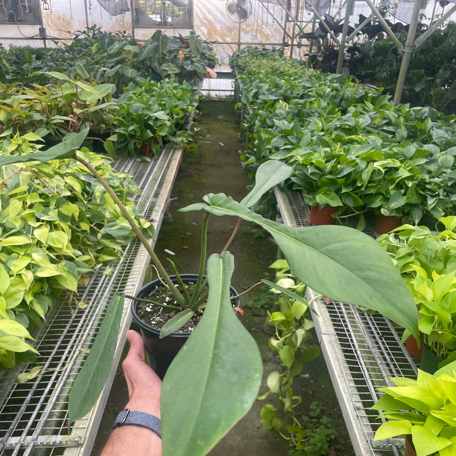 Philodendron 'Joepii'