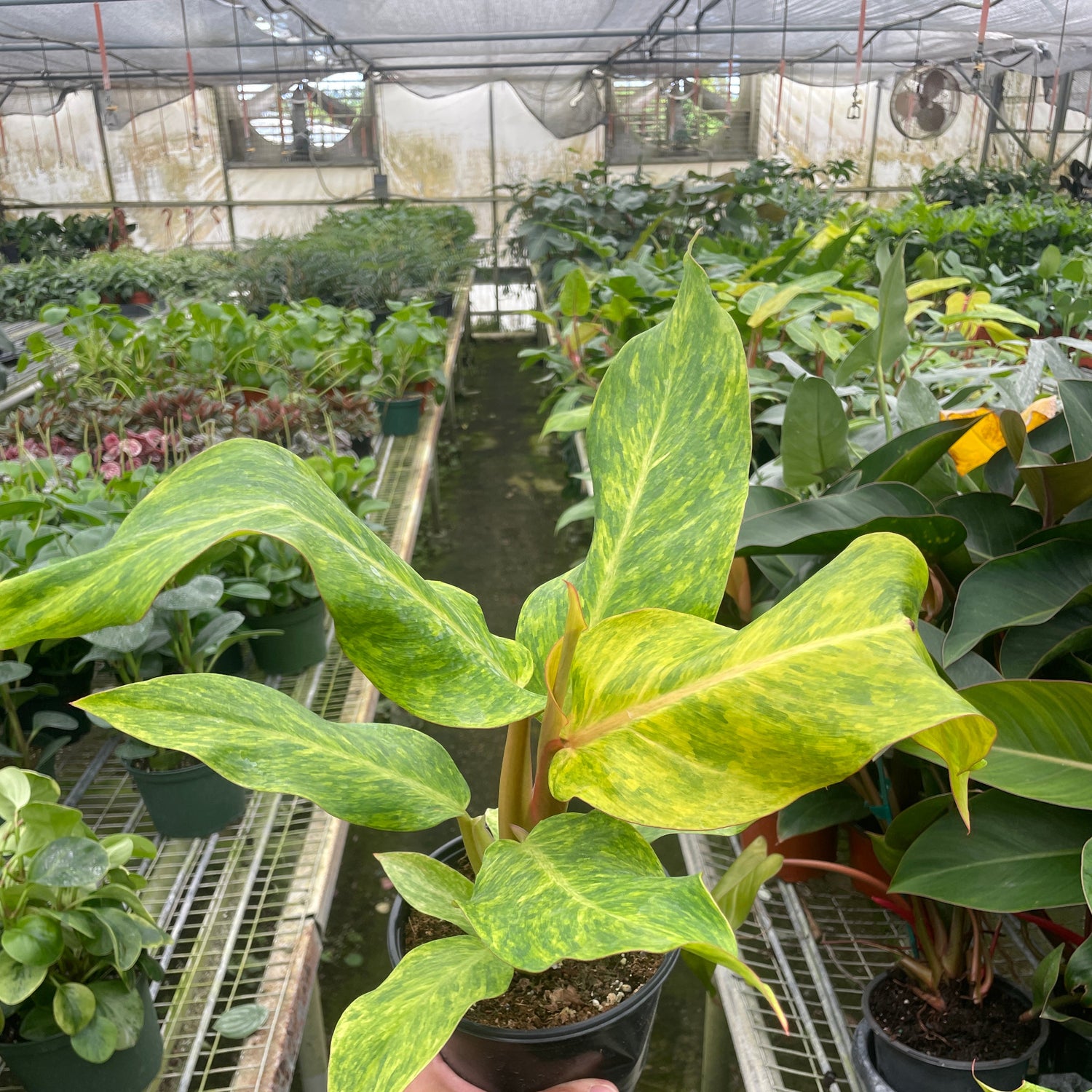 Philodendron 'Orange Marmalade'