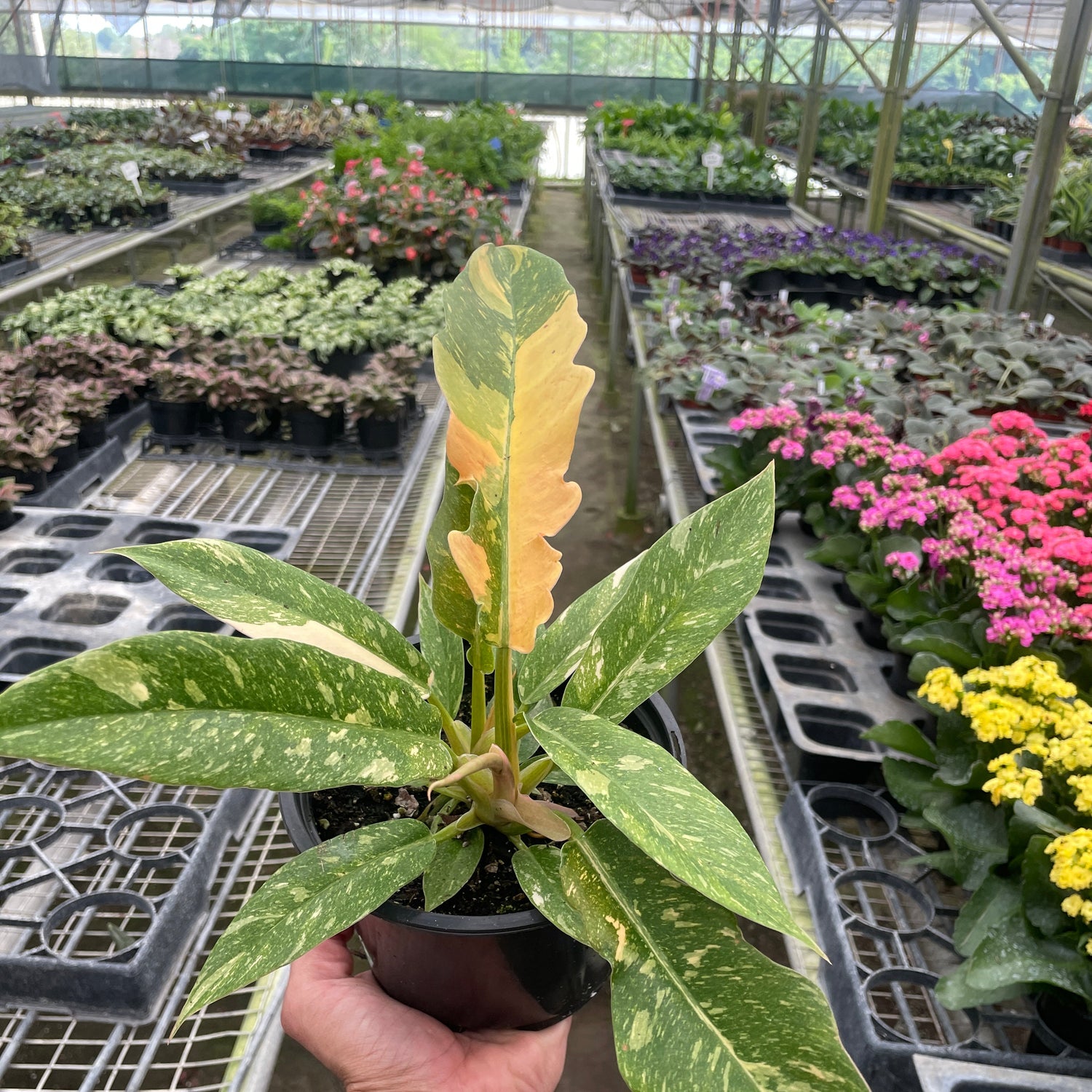 Philodendron 'Variegated Ring of Fire '