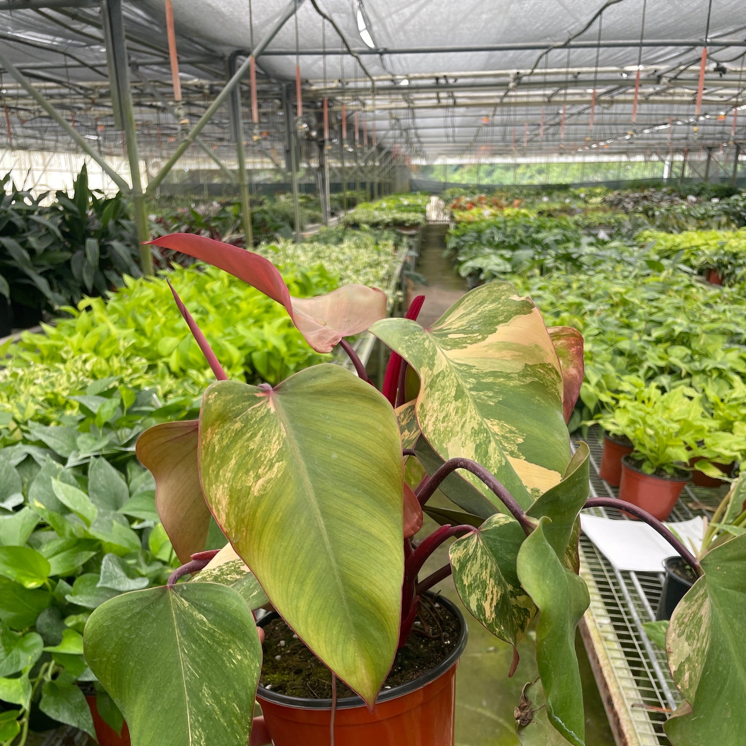 Philodendron 'Strawberry Shake'