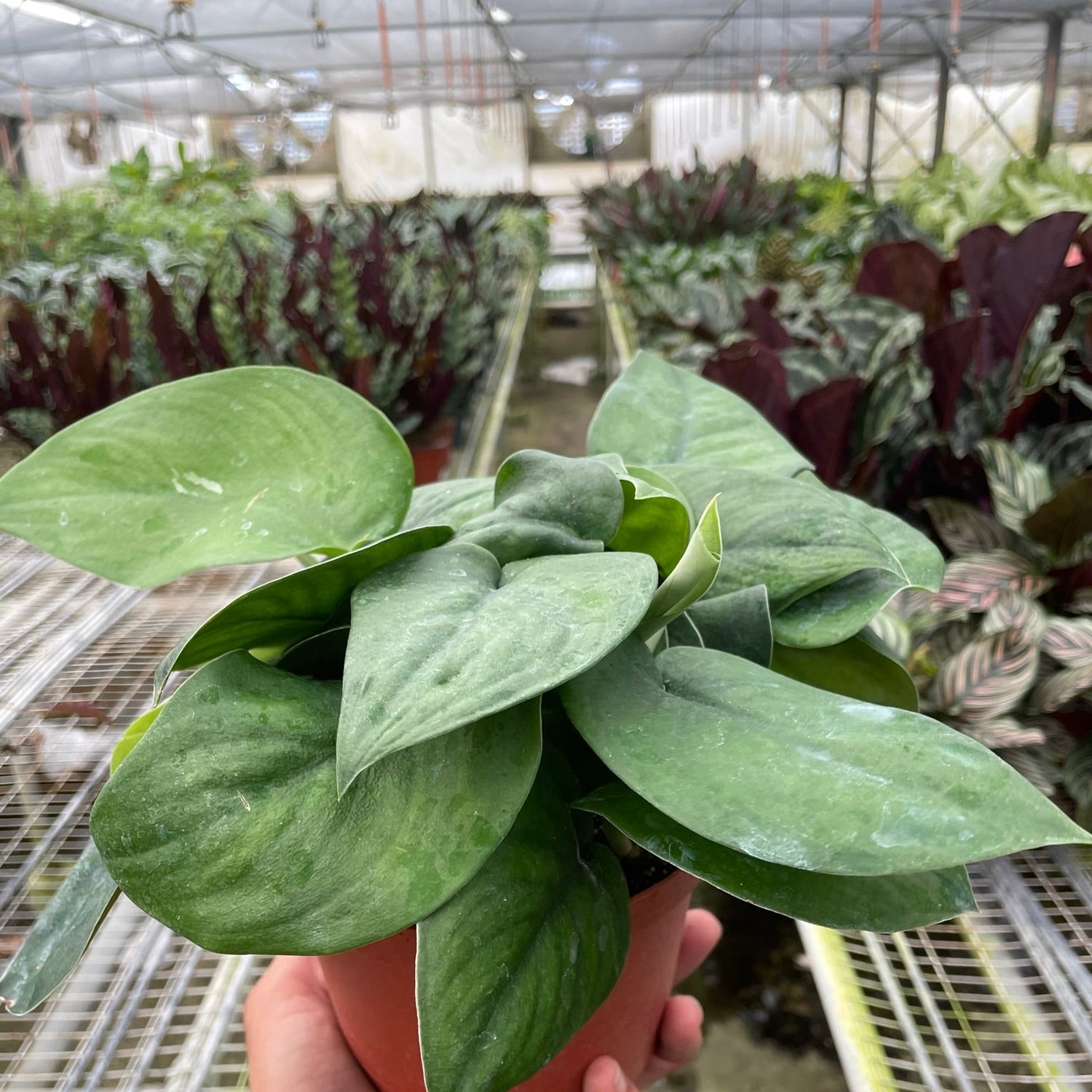 Pothos Jade Satin