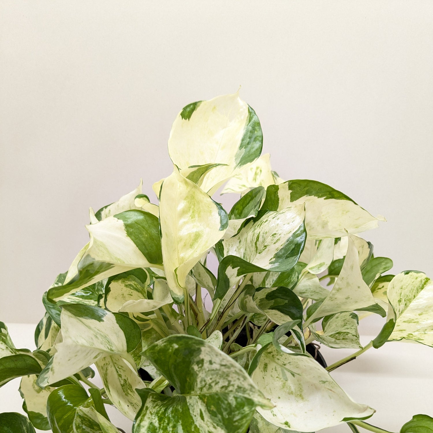 Pothos 'Manjula'