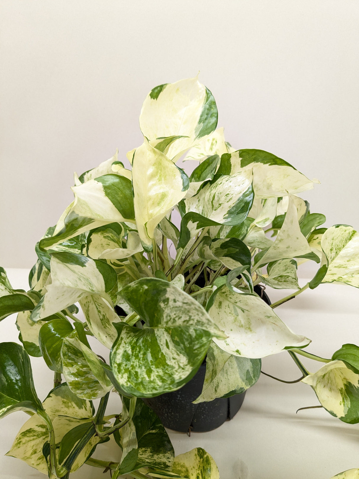 Pothos 'Manjula'