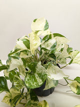 Pothos 'Manjula'