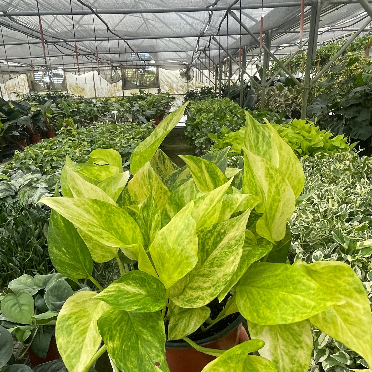 Pothos 'Neon Queen'