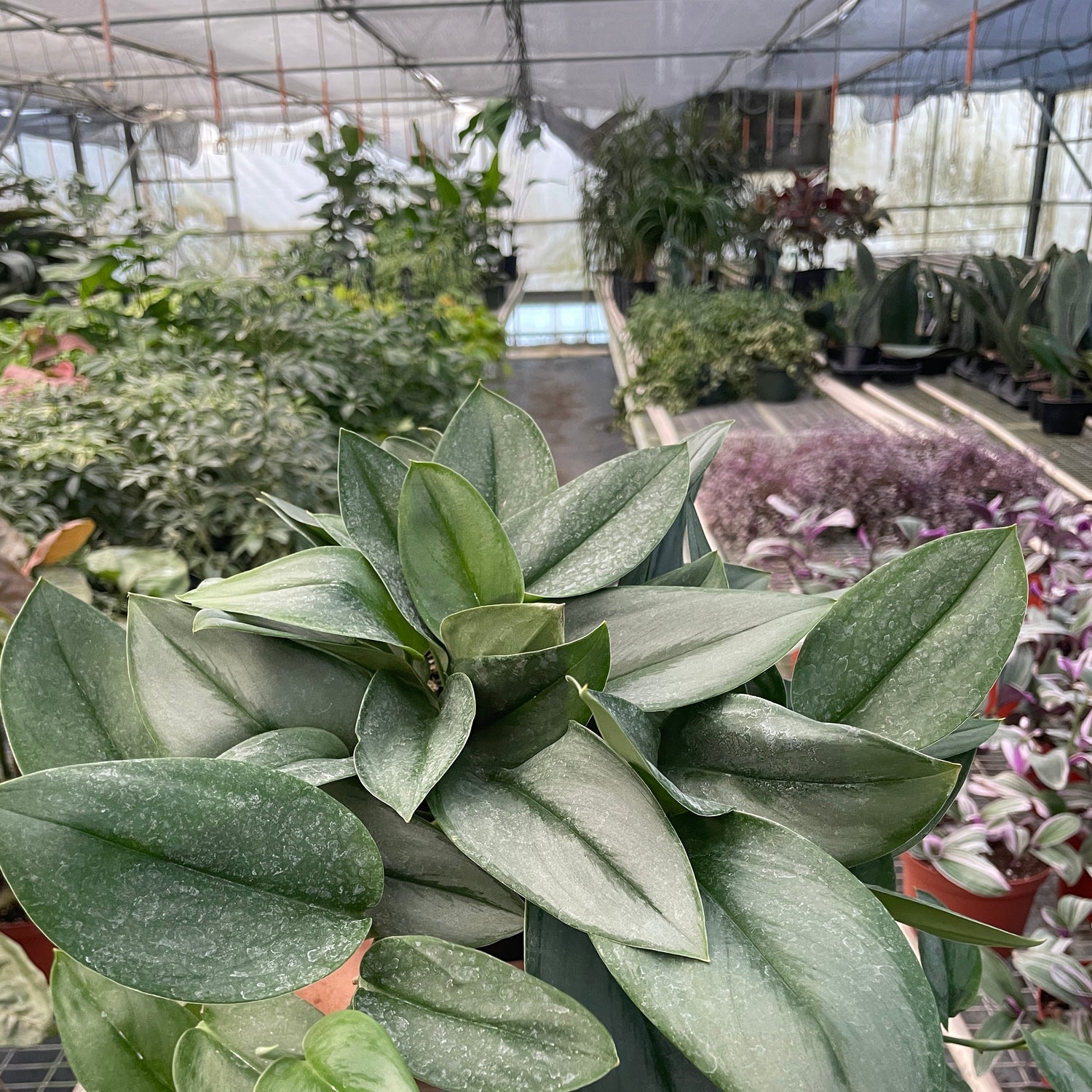 Scindapsus 'Moonlight'
