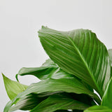 Spathiphyllum 'Peace Lily'