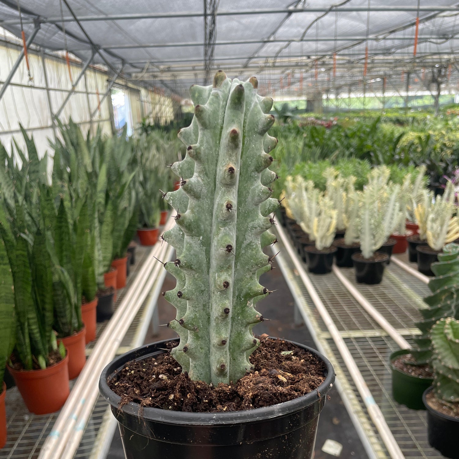 Succulent Cactus Ghost White Boobie