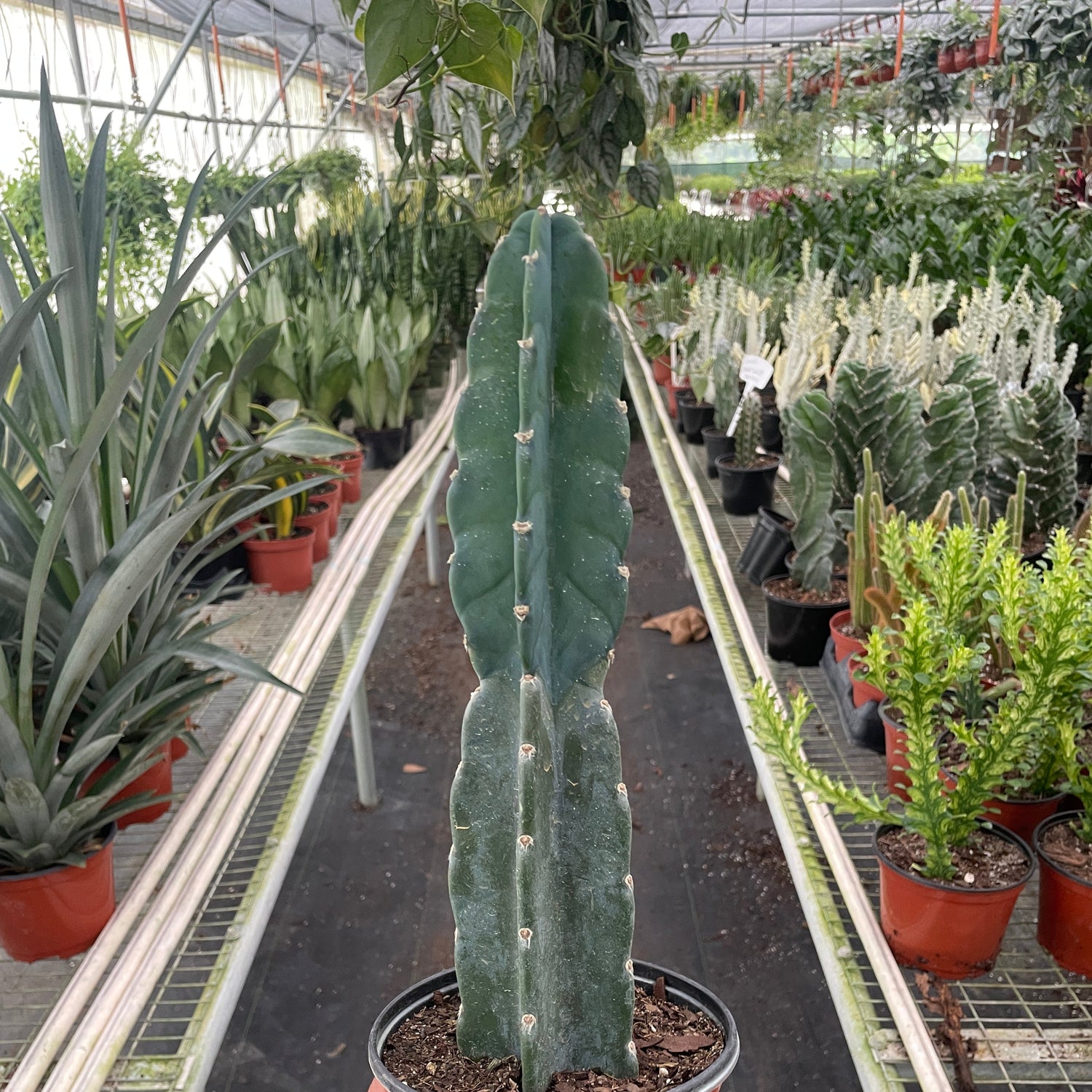 Succulent Cereus Cuddly Cactus