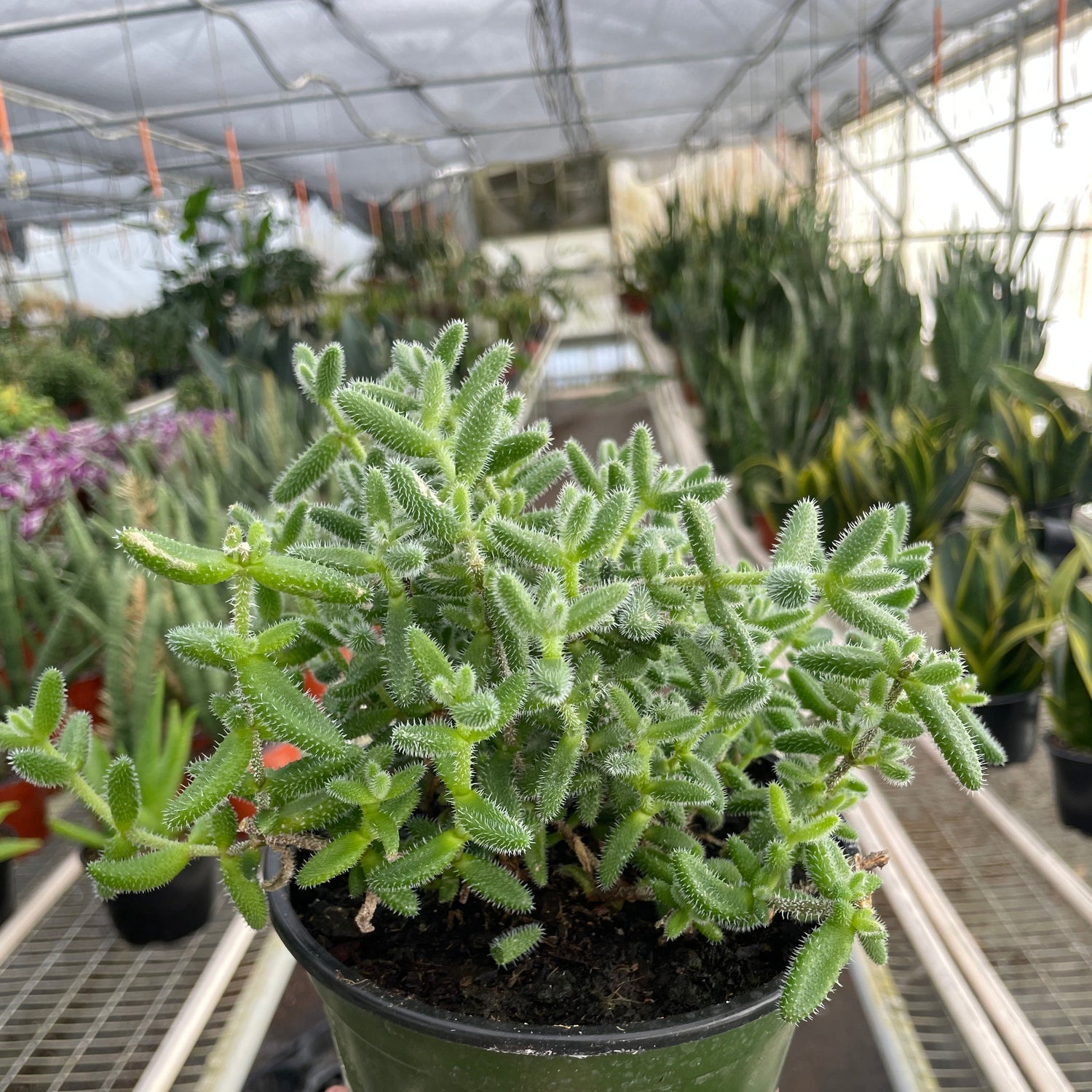 Delosperma echinatum 'Pickle Plant'
