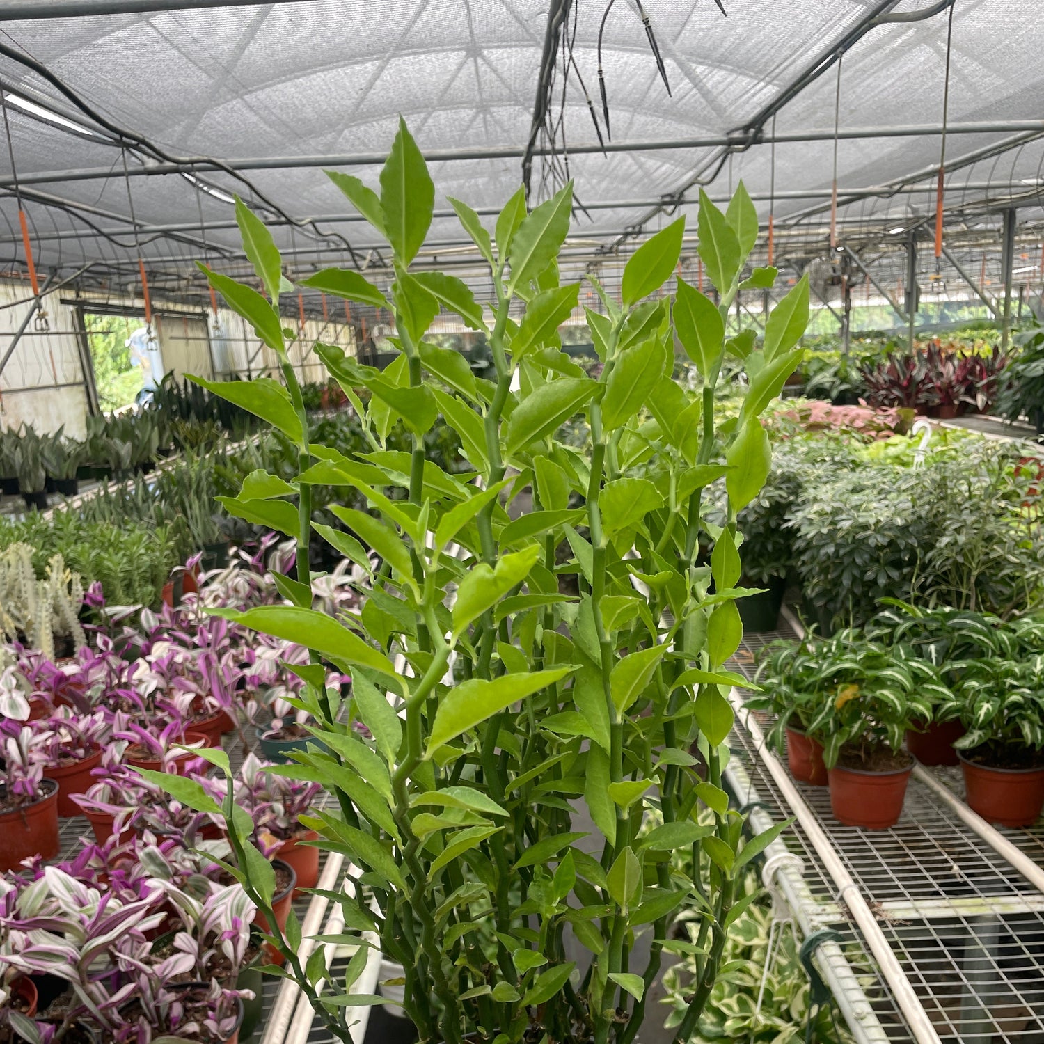 Devil's Backbone Euphorbia