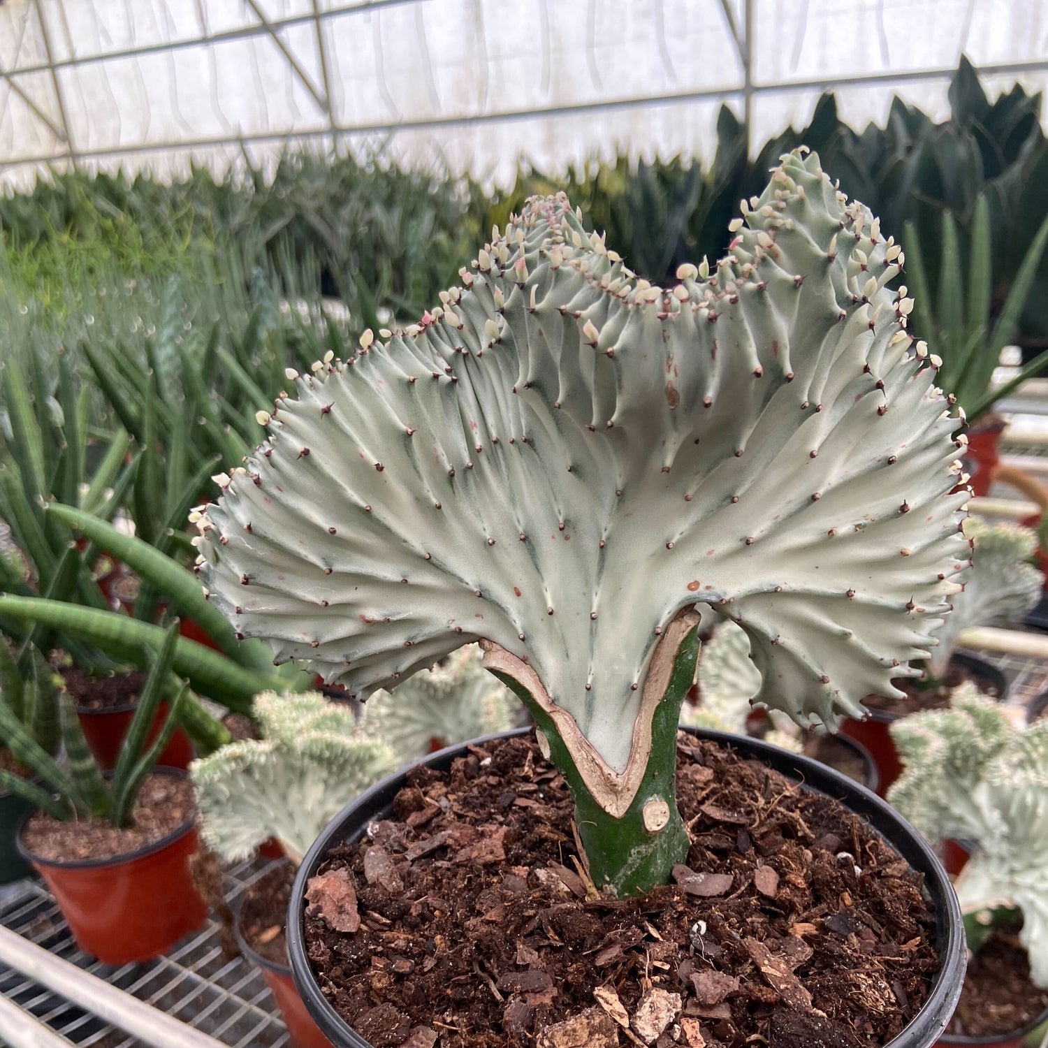 Succulent Euphorbia Lactea Ghost