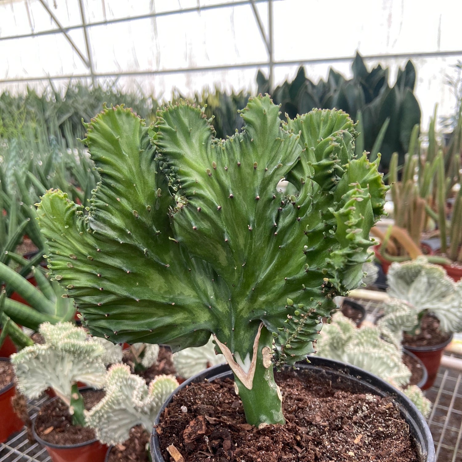 Succulent Euphorbia Lactea Mermaid Tail