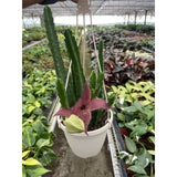 Red Dragon Flower (Huernia schneideriana)