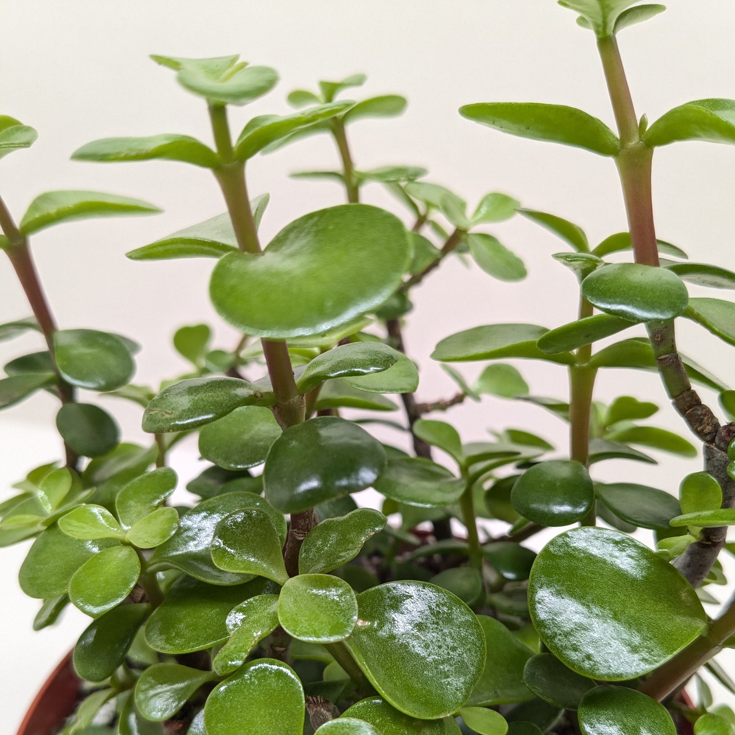 Succulent 'Elephant Bush'