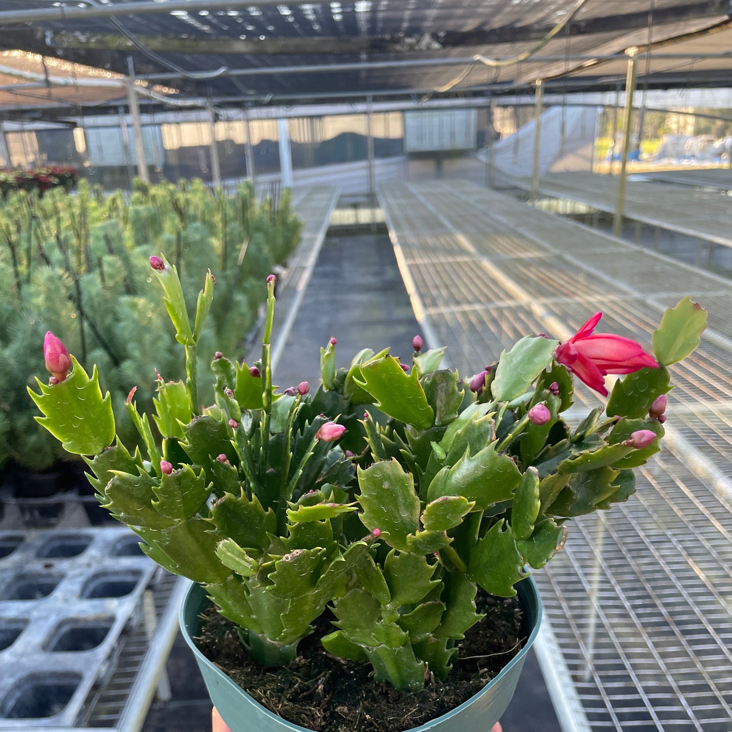 Zygocactus 'Christmas Cactus'