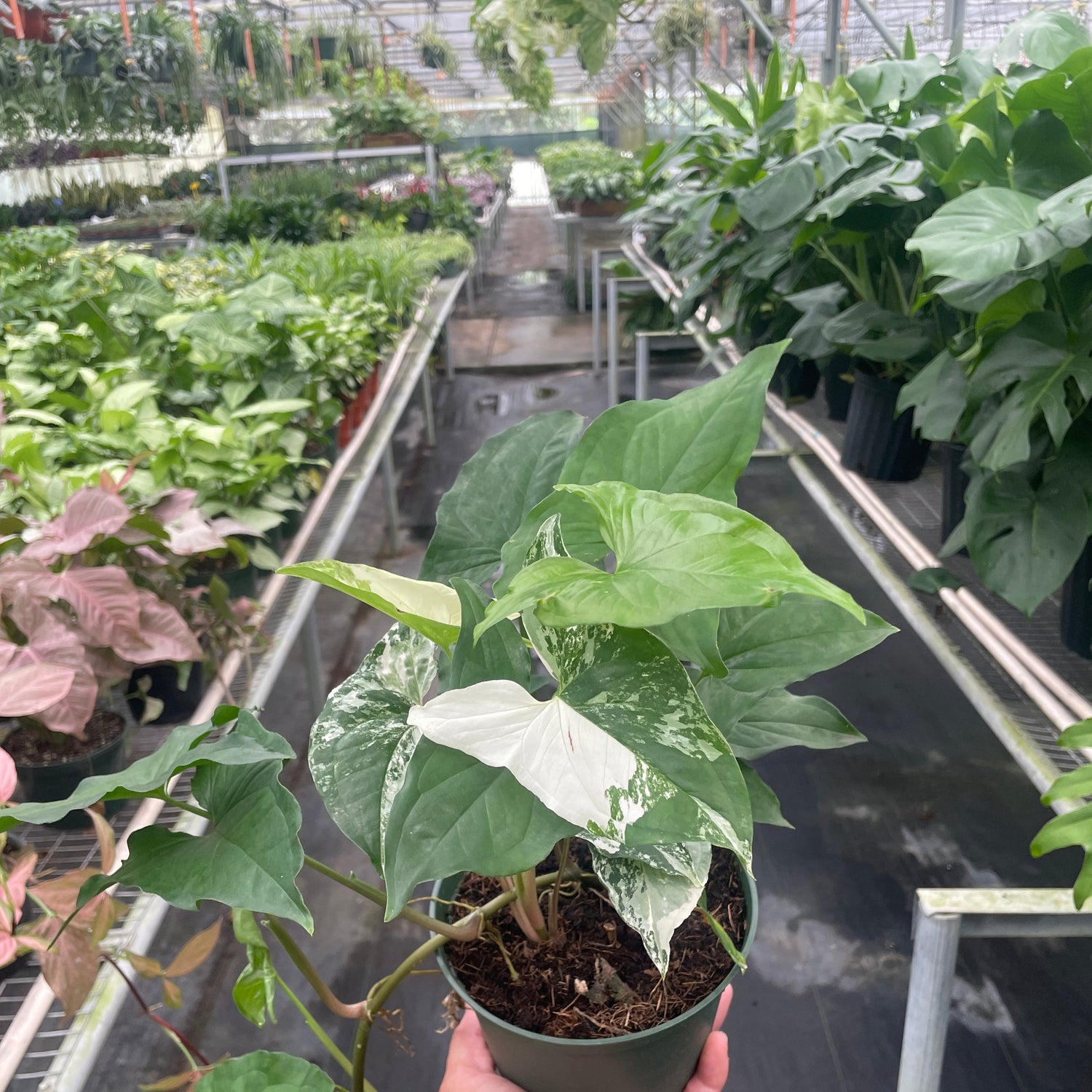 Syngonium 'Albo'