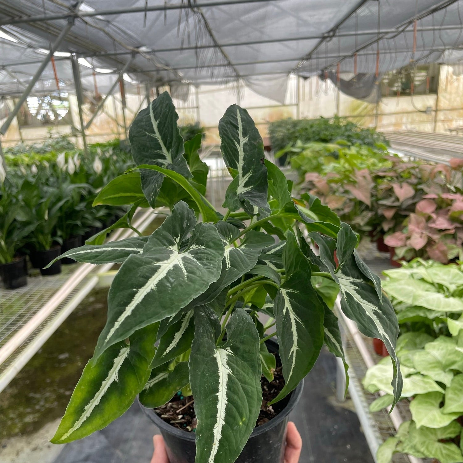 Syngonium wendlandii 'Black Velvet'